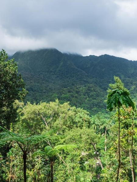Foret tropical saint pierre mont pelee martinique location residence roxelle